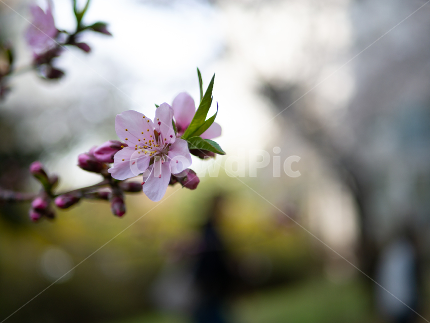 자주색,복사꽃,봄,peach,blossom,purple,pink