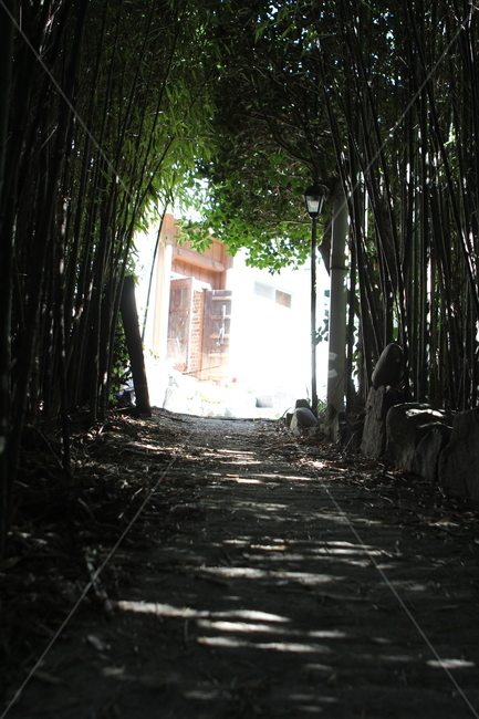 대나무,대나무숲,산사,길,명상,자연,풍경,nature,landscape,path,통로,walkway,보도