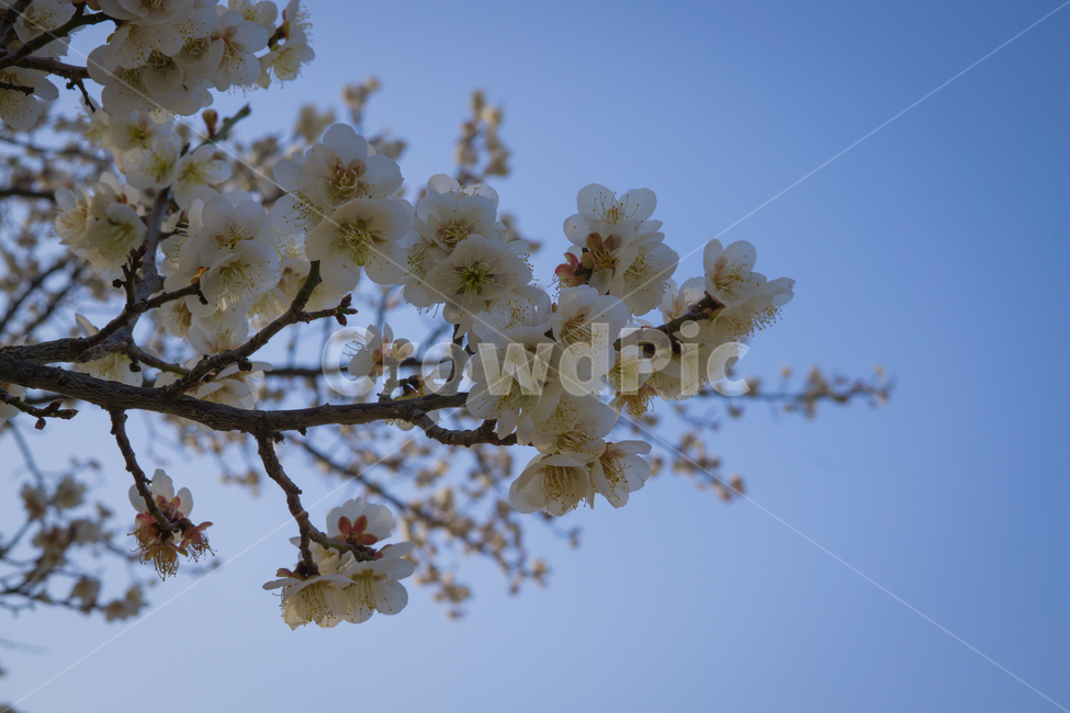 하늘,벚꽃,봄,꽃,자연,sky,cherryblossom,spring,flower,blossom,nature,natural,봄,계절,spring,season,식물,자연,plants,nature,꽃,flower,plant