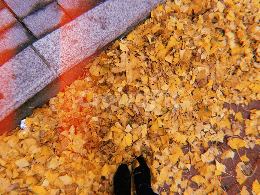 잎,plant,식물,가을,나뭇잎,은행나무,은행잎,낙엽,신발,autumn,fall,leaf,shoes,필름,필름사진,film