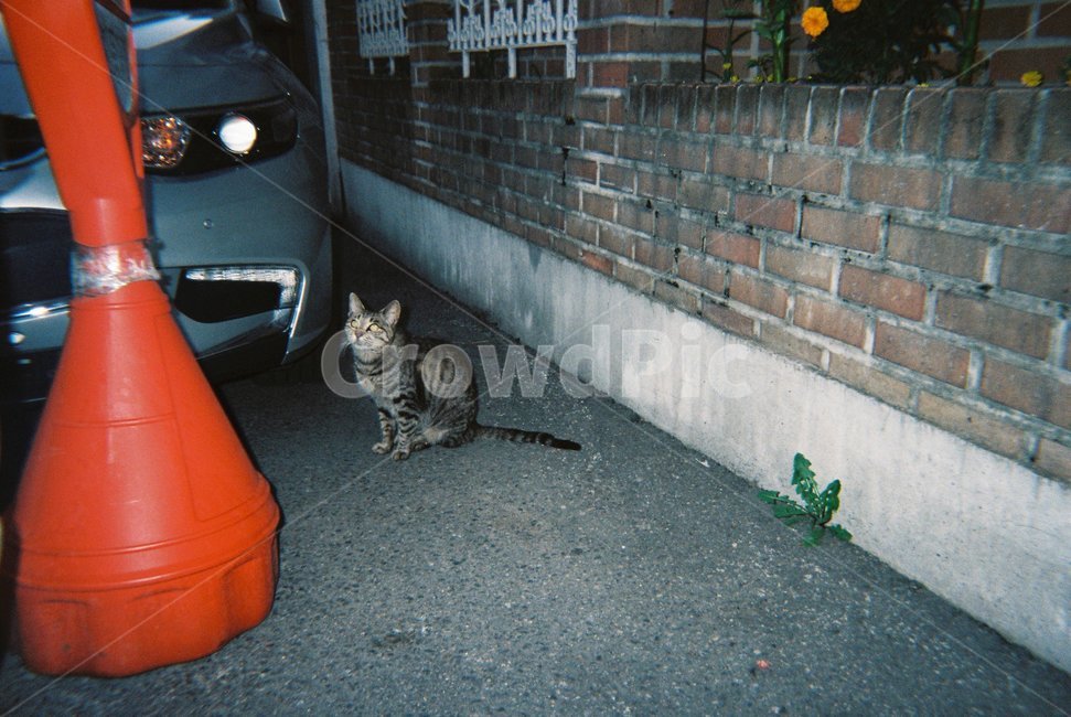 동물,animal,cat,고양이,길고양이