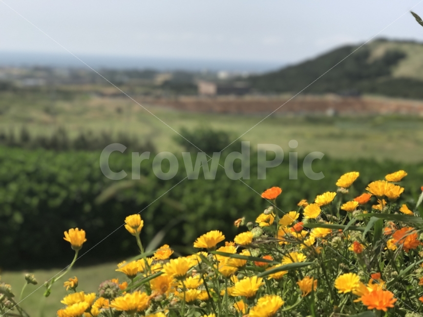 자연,감성,제주,풍경,원본,무보정,꽃,식물,자연,plants,nature,꽃,flower