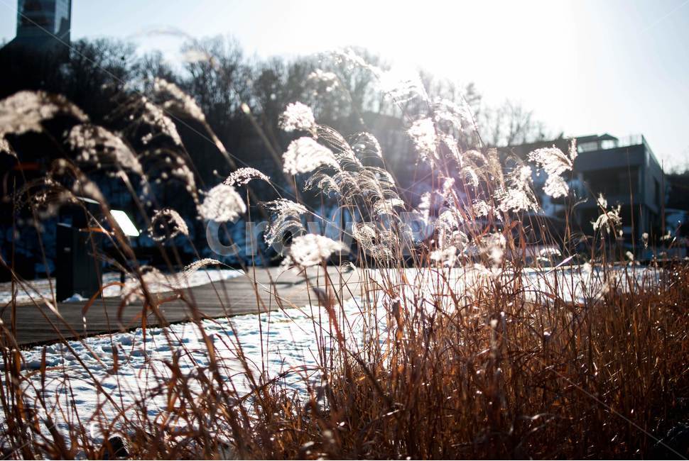 갈대,식물,plant,잔디,reed,grass