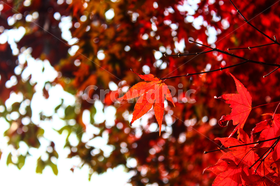 단풍,단풍나무,나뭇잎,잎사귀,가을,가을풍경,낙엽,천고마비,알록달록,autumn,가을축제,단풍축제,단풍놀이