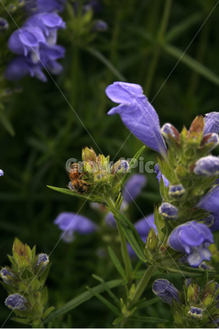 용머리,벌,식물,flower,plants,nature,꽃,꽃봉오리,꽃밭,식물,자연,plants,nature,꽃,flower