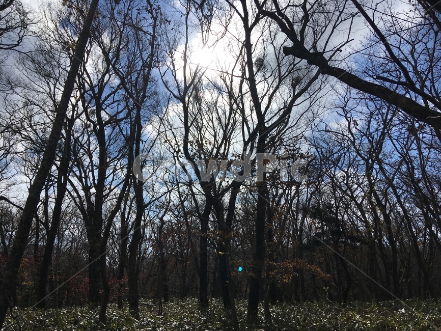 제주,한라산,가을,산림,나무