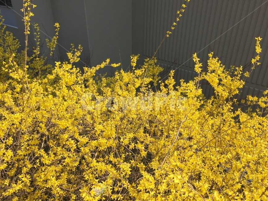 꽃,개나리,노란색,봄,풍경,봄,계절,spring,season,식물,자연,plants,nature,꽃,flower,plant