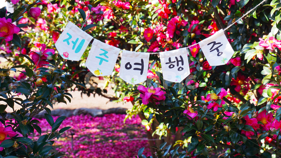 제주도,제주,휴애리,공원,동백꽃,국내여행,travel,jeju,camellia,flowers,park,식물,자연,plants,nature,꽃,flower,여행,휴가,traveling,vacation,trip