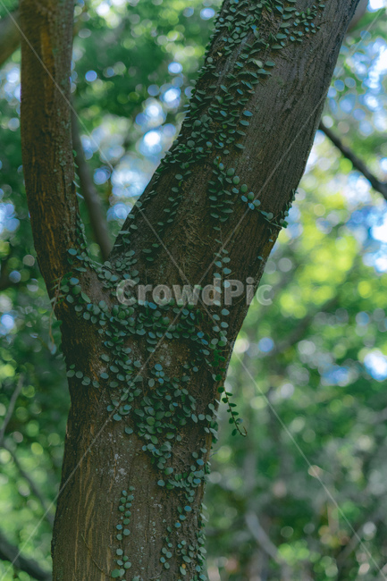 tree,나무,plant,식물,treetrunk,나무줄기,자연,nature,식물,자연,plants,nature,나무,trees,wood