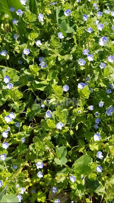 plant,blossom,꽃,flower,들꽃