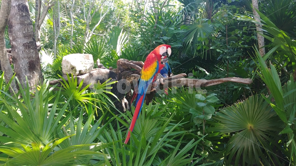 앵무새,새,bird,parrot,자연,animal,동물,animal,조류,새,birds