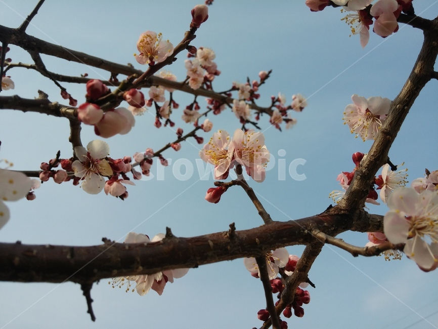 식물,plant,flower,꽃,나무,식물,자연,plants,nature,꽃,flower,나무,trees,wood