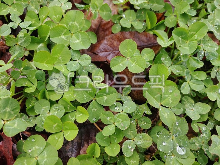 세잎클로버,leaf,잎,이슬,물방울,빗방울,나뭇잎,녹색식물
