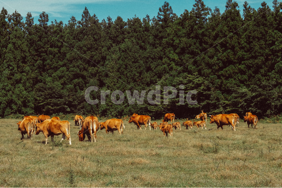 들판,소,한우,방목,자연,nature,outdoors,옥외,field,들,animal,동물,cow,가축,포유류,mammal,countryside,rural,농장,농촌,동물,animal,포유류,mammal,목축업,목장,livestock farming,ranching,pasture