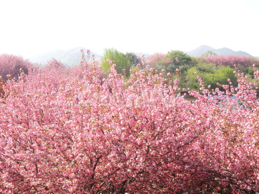 꽃동네,꽃마을,꽃무더기,벚꽃,꽃,봄,경치,분홍꽃,자연,야외,flower,flowervillage,background,garden,natural,season,spring,pinkflower,landscape,beautiful,nature,cherryblossom,blossom,sakura