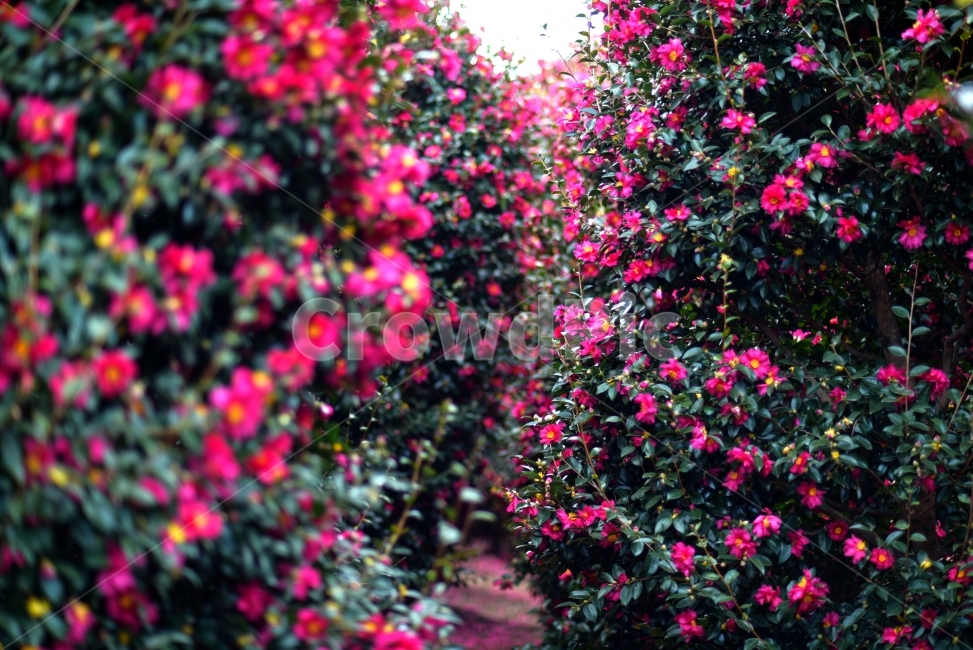 제주,위미리,동백,동백꽃,동백나무,겨울,꽃,식물,자연,plants,nature,꽃,flower