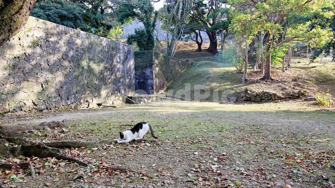 슈리성,오키나와,고양이,기지개,자연,나무,푸르름,green,tree,castle,cat,귀여움,cute,동물,animal,포유류,mammal,고양이,cat,kitten,kitty