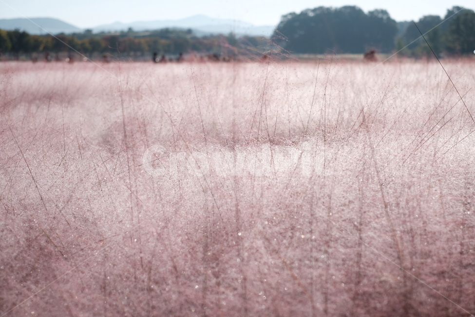 경주,핑크뮬리,경주핑크뮬리,핑크갈대,landscape,plants,nature,season,공원,korea,풍경,pink,pinkmuhlygrass,romantic,핑크뮬리그라스,가을,fall,autumn,자연,계절