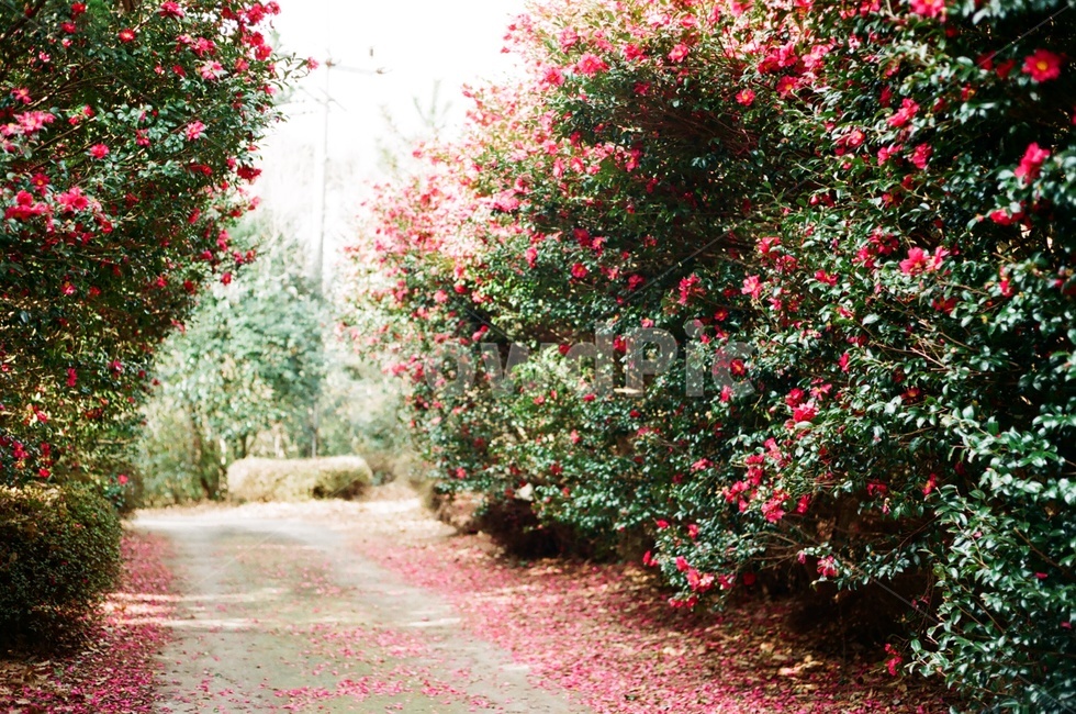 동백,동백꽃,겨울꽃,camellia,camelliaflower,꽃길,자연,풍경,nature,landscape,plant,식물