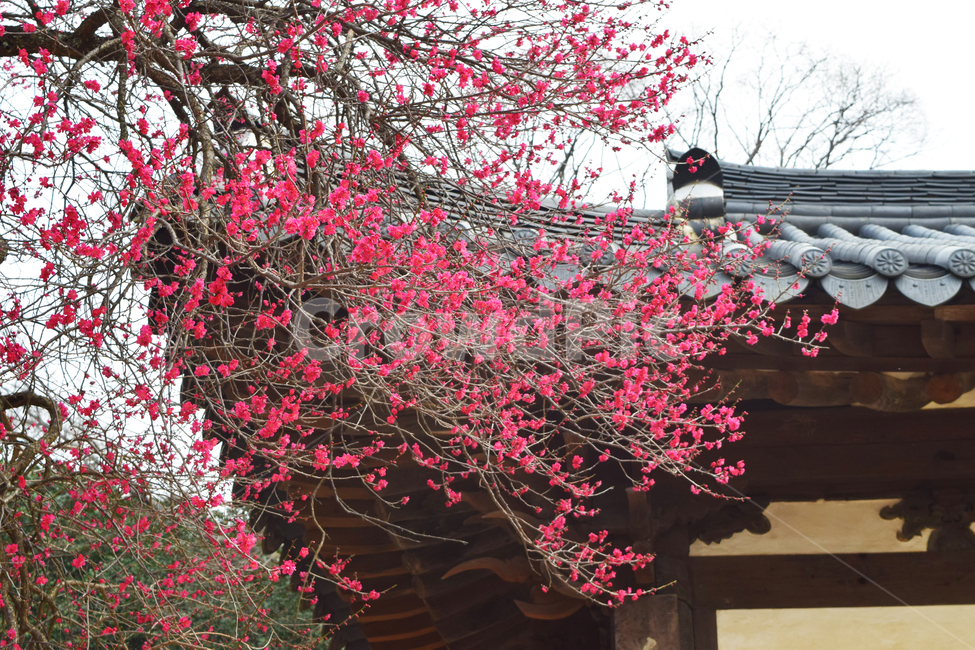 홍매화,봄꽃,봄,절,사철,한국전통,한국문화,korean traditional,korean culture,식물,자연,plants,nature,꽃,flower,건축물,건물외관,exterior,building,structure,architecture,construction