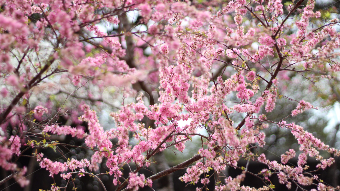 겹벚꽃,벚꽃,blossom,자연,nature,plant,식물,자연,plants,nature,꽃,flower