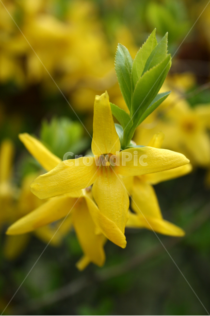 개나리,산책,봄,봄날,감성,spring,flower,풍경,식물,새싹,잎,초록,꽃,노란색,봄,계절,spring,season,식물,자연,plants,nature,꽃,flower,plant,blossom