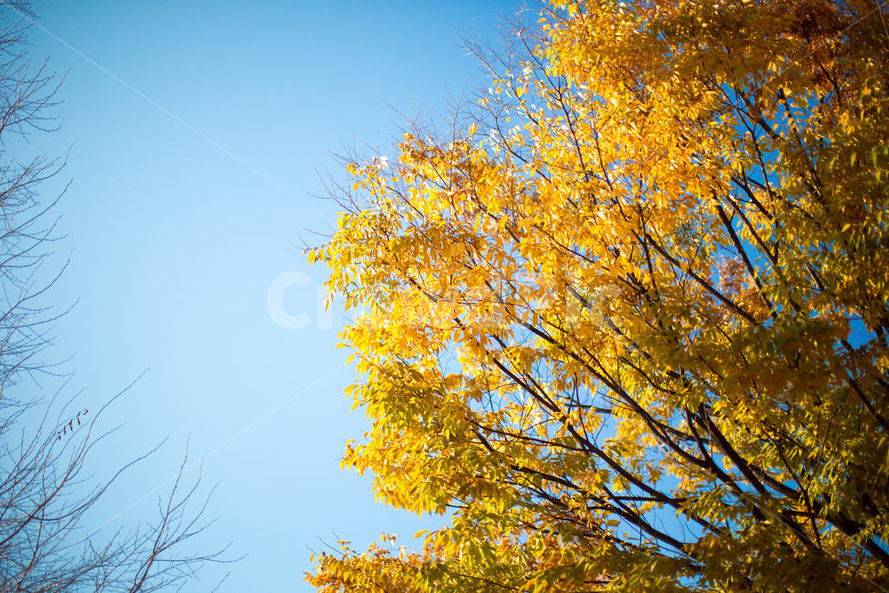 가을,노란색,단풍,노랑,가을색,빛,노랑노랑,옐로우,yellow,autumn,바스락,반짝반짝,따스함,한적함,leaf,잎,plant,식물,tree,나무