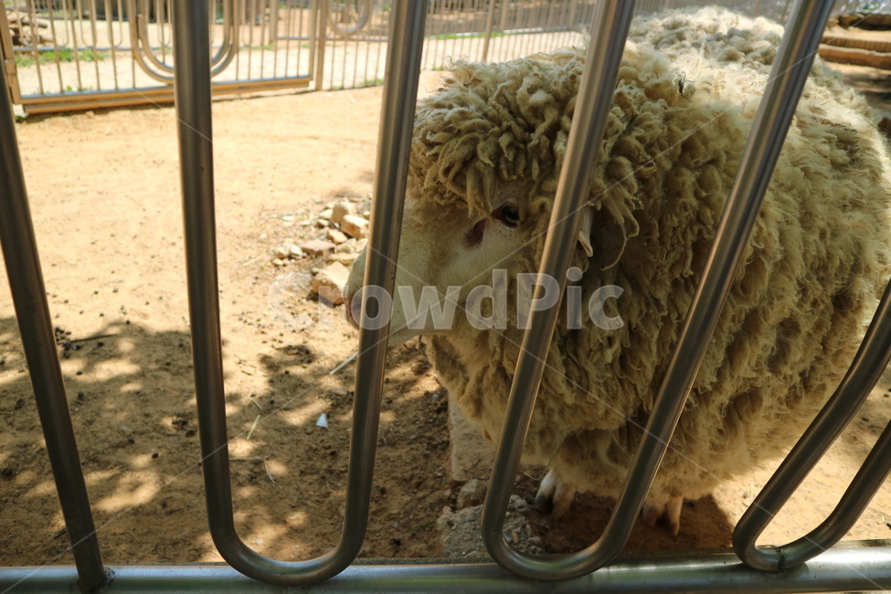 양,동물,동물원,sheep,animal,zoo,동물,animal,포유류,mammal