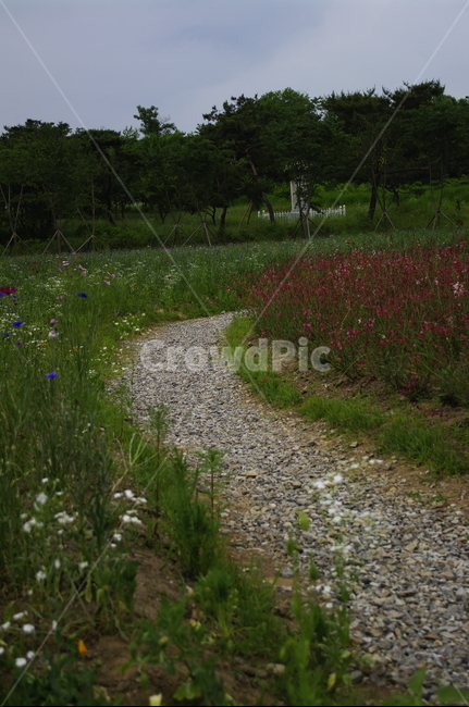 길,꽃밭,꽃,flower,식물,plant,자연,nature