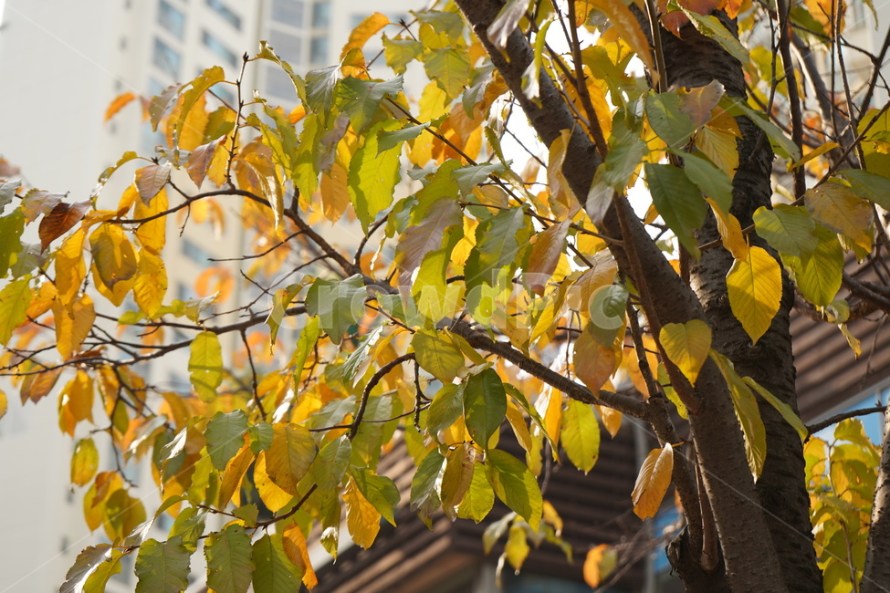 단풍,나무,나뭇잎,길거리,단풍나무,가을,계절,fall,autumn,season,식물,자연,plants,nature,leaf,잎,plant