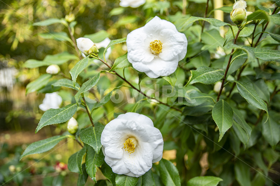 꽃,동백,겨울꽃,동백꽃,식물,이화원,식물원,꽃,flower