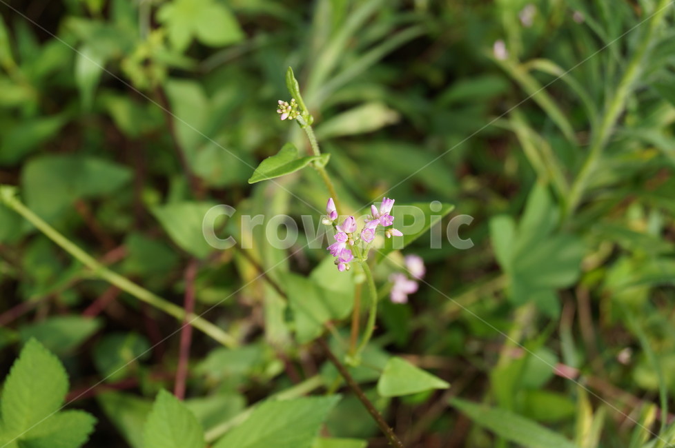 꽃,야생화,식물,들꽃,접사,식물,자연,plants,nature,꽃,flower