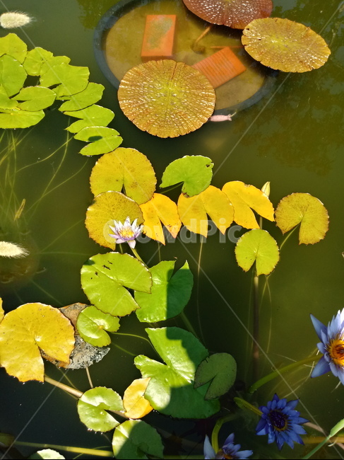 수련,다년생초본식물,수생식물,이판화,쌍자엽식물,자우련,waterlily