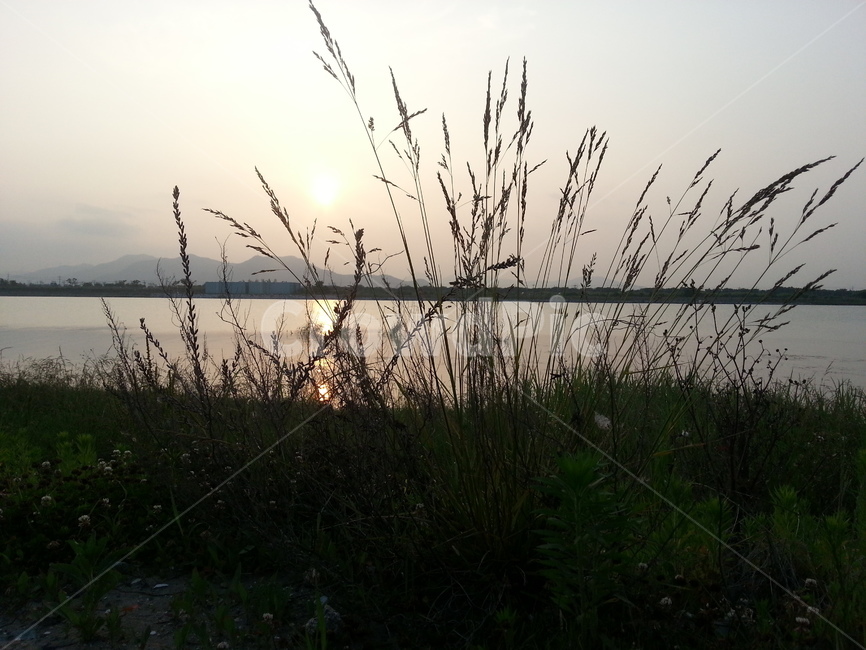 낙동강,해질녘,강변,강풍경,갈대,자연,풍경,nature,landscape,grass,잔디,plant,식물,lawn,reed