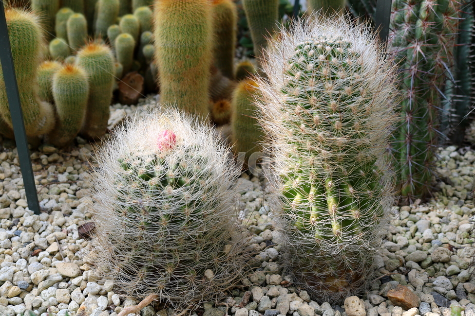 선인장,마밀라리아,식물,자연,가시,식물,자연,plants,nature