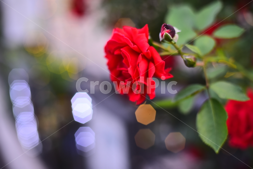 장미꽃,한송이,보케,빛망울,5월,6월,계절,시즌,꽃,빨강색꽃,붉은,레드,red,rose,빛