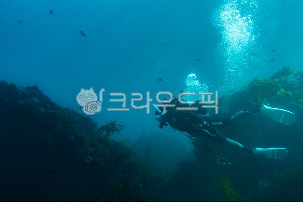 스쿠버다이빙,다이빙,스쿠버,사람,다이버,물,바다,스포츠,취미,레크레이션,자연,옥외,교육,공기,scuba,scubadiving,diver,sports,outdoors,people,human,잠수부,잠수,airbubbles,divingtraining,swimming,kelps,fishes,nature