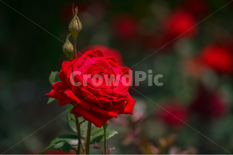 장미,5월의여왕,빨강,붉은장미,장미공원,대구,red,rose,roses,두류공원,이곡장미공원,꽃,봄,여름,식물,자연,plants,nature,꽃,flower