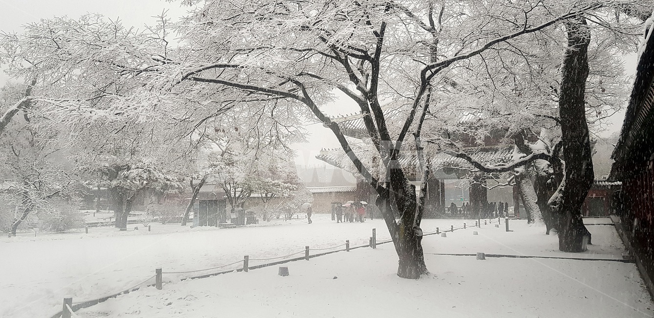 창덕궁,설경,첫눈,서설,고궁,palace,firstsnow,changdeokgungpalace,겨울,계절,winter,season,한국전통,한국문화,korean traditional,korean culture,건축물,건물외관,exterior,building,structure,architecture,construction