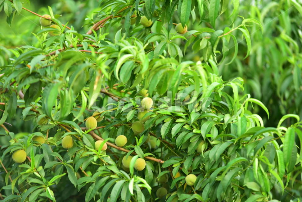 개복숭아,복숭아열매,열매,복숭아,복숭아나무,복숭아잎,복숭아줄기,peach,peachtree,peachfruits