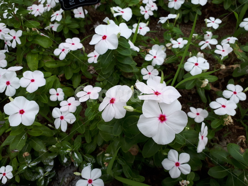 꽃,일일초,식물,flower,plant