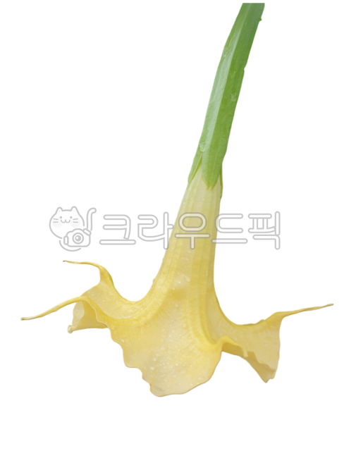 꽃누끼,생화누끼,노랑꽃,화분,천사의나팔,나팔꽃누끼,생화png,포토샵소스,꽃디자인소스,그래픽소스,꽃스티커,꽃아이콘,생화스티커