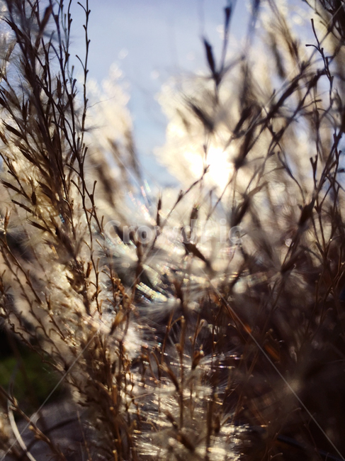 가을,억새,갈대,제주도,오름,낭만,감성,plant,식물,fall,flare,하늘,sky,가을,계절,fall,autumn,season,식물,자연,plants,nature