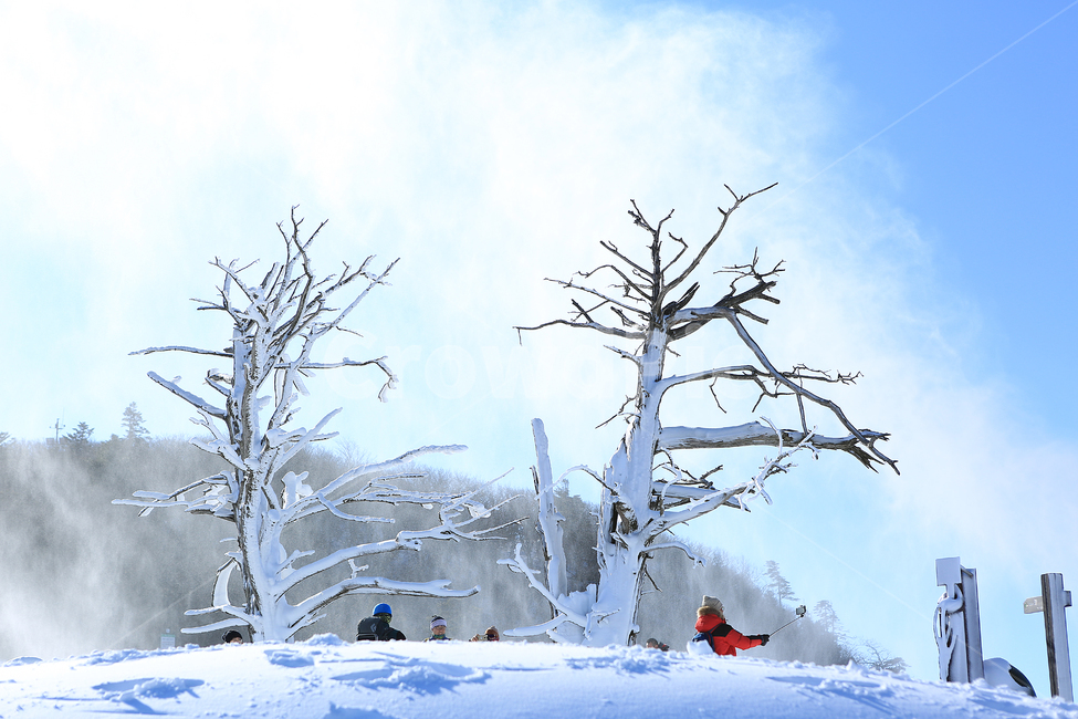 겨울,눈,산,나무,winter,snow,moutain,tree,white,blue,하양,파랑,겨울,계절,winter,season,자연,풍경,nature,landscape,사람들,대중,군중,other people,crowd,outdoors,옥외,blizzard,눈보라,storm,폭풍