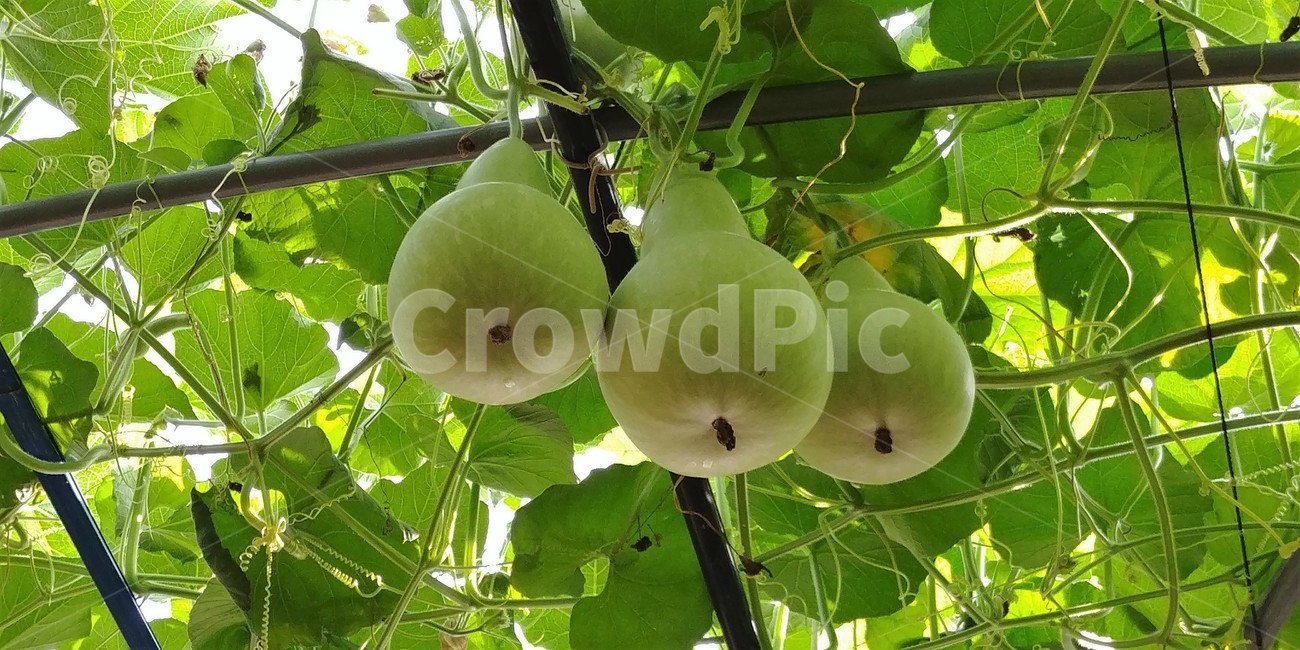 박,박류,박과,한해살이,덩굴식물,재배작물,식물,자연,plants,nature,과일,열매,fruit