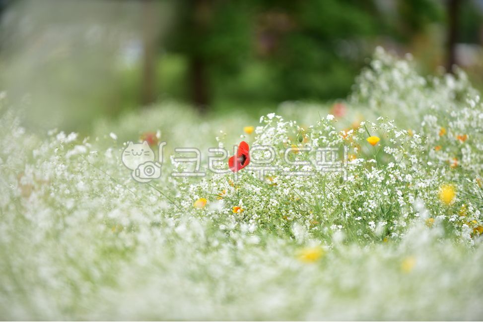 plant,식물,flower,양귀비,안개꽃