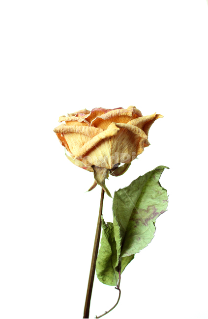 꽃,장미,로즈,장미꽃,플라워,드라이,드라이플라워,말린,말려놓은,마른,노란색,노랑,옐로우,말린장미,식물,자연,flower,dry,dried,dryflower,yellow,green,rose,줄기,dryrose,plant,nature,흰배경,잎,나뭇잎,잎사귀,leaf,꽃,flower,누끼,remove background
