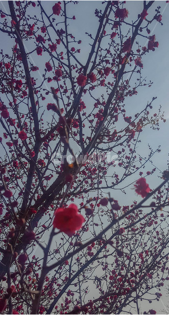 식물,나무,꽃,하늘,꽃망울,식물,자연,plants,nature,꽃,flower