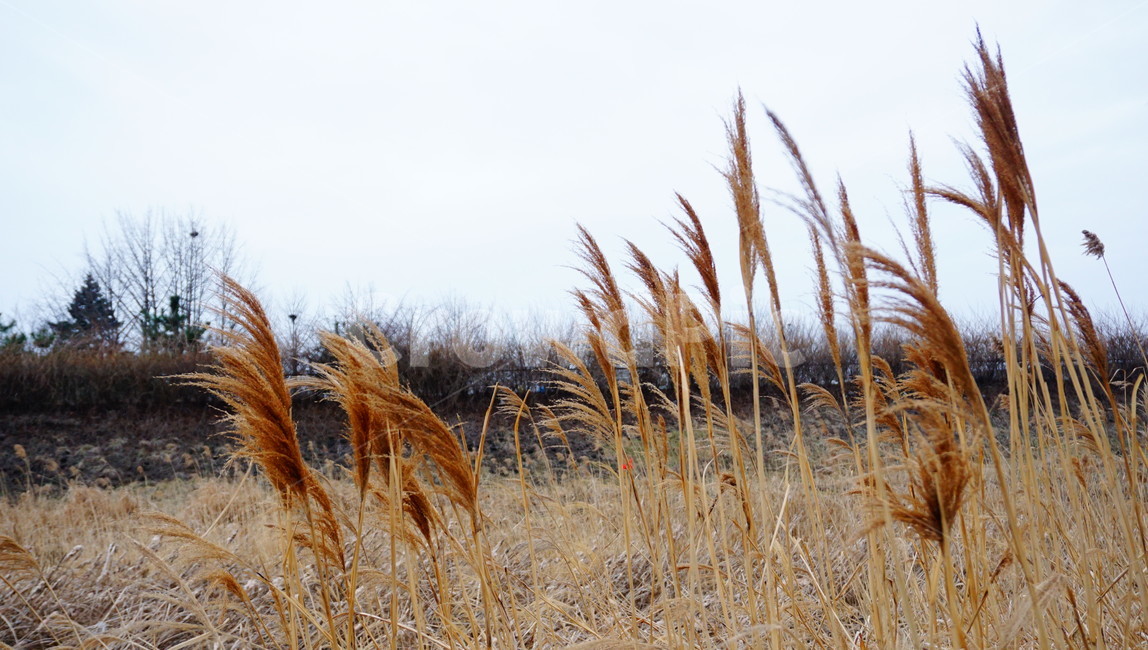 갈대,가을,강가,식물,reed,가을,계절,fall,autumn,season,식물,자연,plants,nature,grass,잔디,plant,lawn