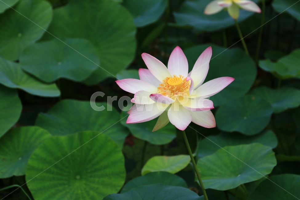 연꽃,홍련,백련,연잎,연,부여,궁남지,꽃,꽃사진,flower,식물,자연,plants,nature,꽃,flower